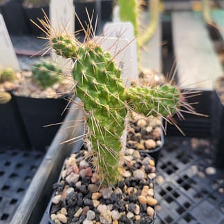 Consolea moniliformis (fragile)