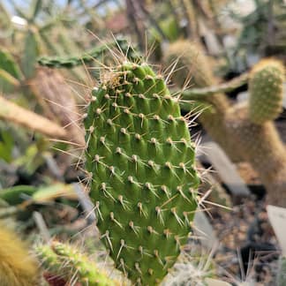 Consolea moniliformis