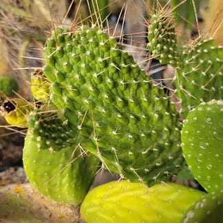Consolea moniliformis