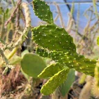 Consolea picardae