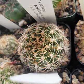 Matucana intertexta var. celendinensis (KK 1039)