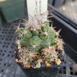 Matucana paucicostata (with locality)