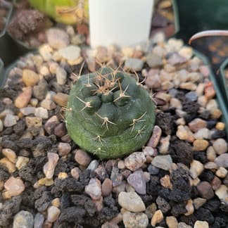Matucana oreodoxa