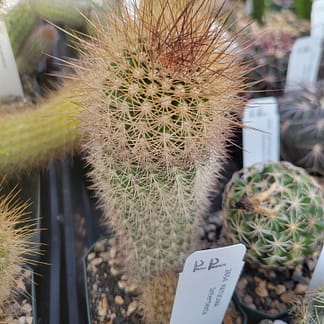 Matucana sp. (ex M. tuberculata)