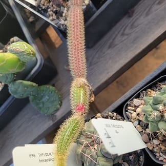 Acanthocereus (Peniocereus) oaxacensis (fragile)