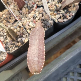 Acanthocereus (Peniocereus) cf. maculatus