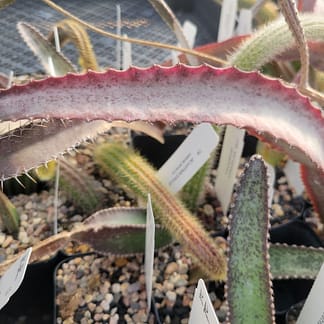 Acanthocereus (Peniocereus) fosterianus var. nizandensis