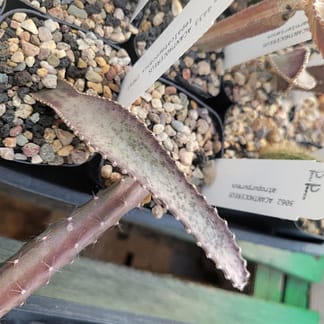 Acanthocereus (Peniocereus) tepalcatepecanus