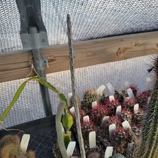 Acanthocereus (Peniocereus) rosei (fragile)
