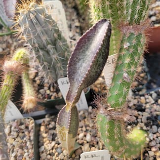Acanthocereus (Peniocereus) tepalcatepecanus