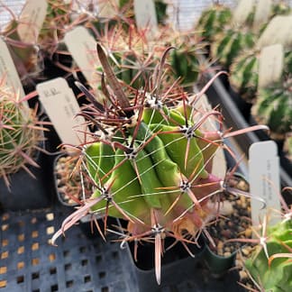 Ferocactus herrerae