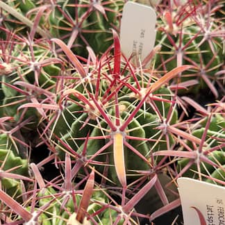 Ferocactus latispinus