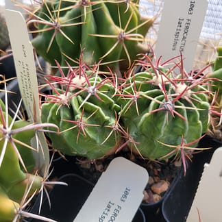 Ferocactus latispinus