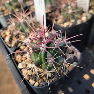 Ferocactus pilosus (with locality)