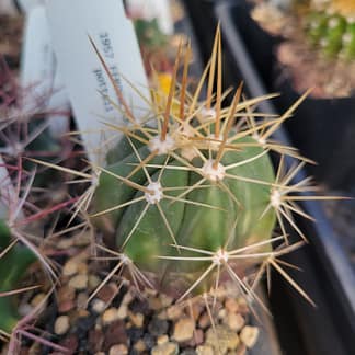 Ferocactus cf. pottsii