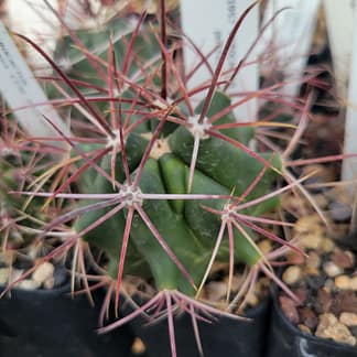 Ferocactus sp.