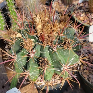 Ferocactus sp.