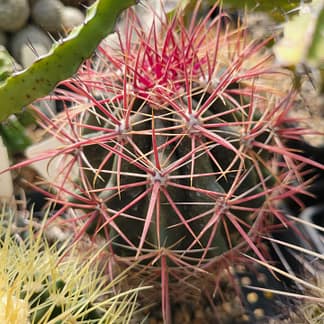 Ferocactus tiburonensis