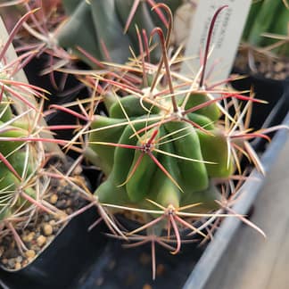 Ferocactus wislizeni