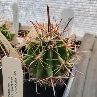 Ferocactus wislizeni