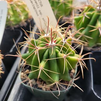 Ferocactus wislizeni