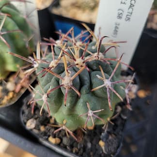 Ferocactus (Glandulicactus) mathssonii (SB 1449)