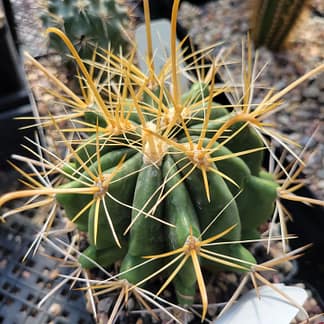 Ferocactus wislizeni f. flavispinus