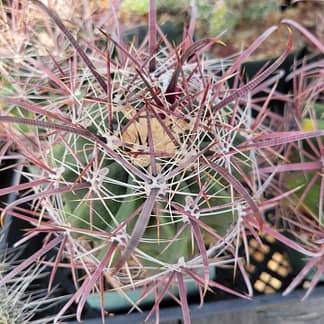 Ferocactus wislizeni