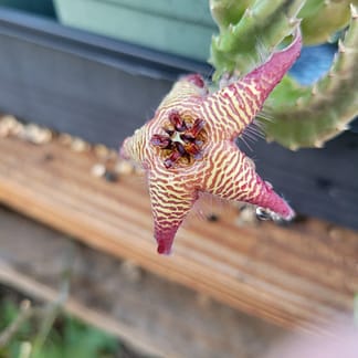 Stapelia cf. cedrimontana