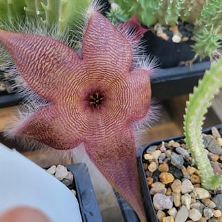 Stapelia sp.