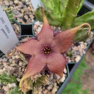 Stapelia schinzii var. angolensis (PVB 7999)