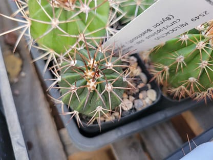 Melocactus curvispinus ssp. koolwijkianus (with locality)