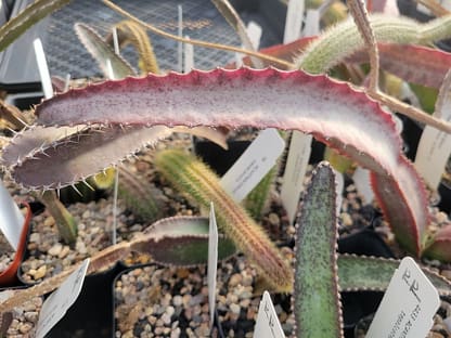 Acanthocereus (Peniocereus) fosterianus var. nizandensis