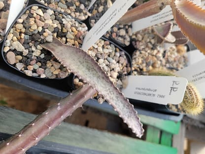 Acanthocereus (Peniocereus) tepalcatepecanus