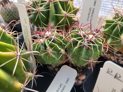 Ferocactus latispinus