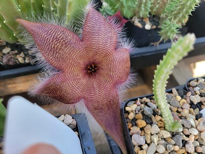 Stapelia sp.