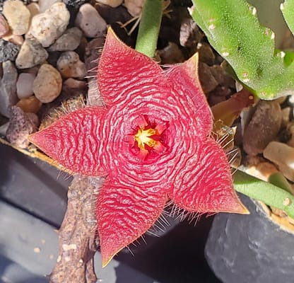 Stapelia paniculata ssp. scitula