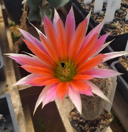 Echinocereus pectinatus var. neomexicanus