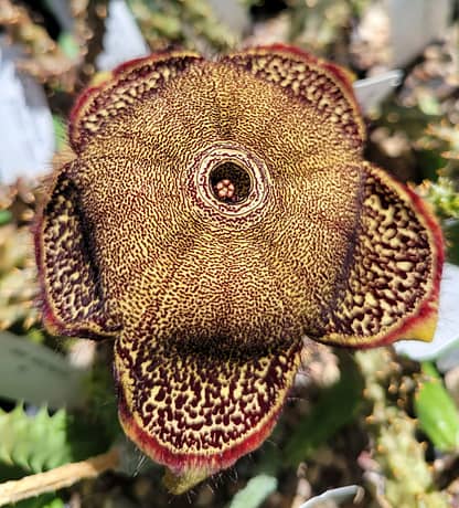 Edithcolea grandis (with locality)