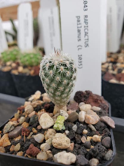 Rapicactus pailanus (ex Turbinicarpus mandragora ssp. pailanus) (L 1035)