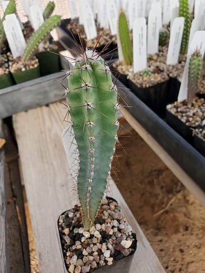 Cereus sp. (LB 4942)