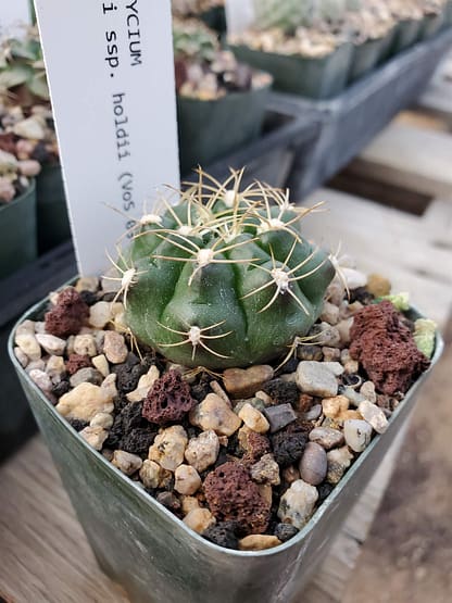 Gymnocalycium megatae ssp. holdii (VoS 03-034) (ex G. anisitsii ssp. holdii)
