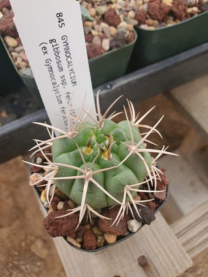Gymnocalycium gibbosum ssp. ferox (ex G. ferocior) (STO 94-866/1)