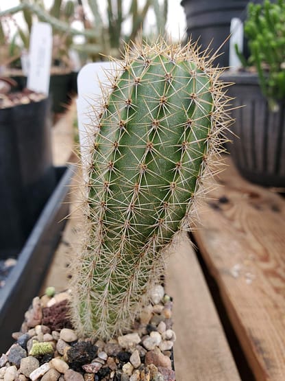 Armatocereus	matucanensis (with locality)