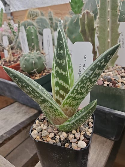 Aloe variegata