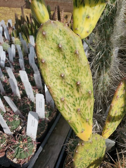 Opuntia vulgaris 'Sunburst'