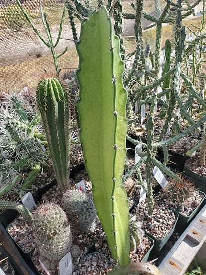 Acanthocereus horridus