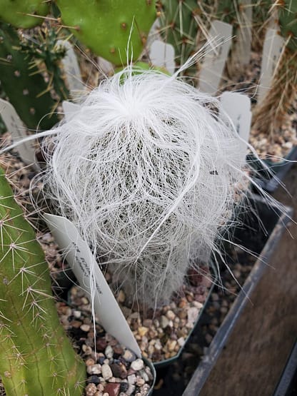 Cephalocereus senilis