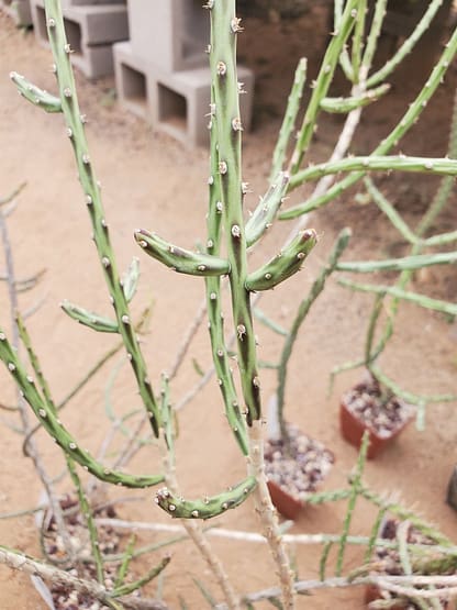 Cylindropuntia leptocaulis (with locality)
