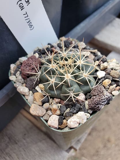 Gymnocalycium neuhuberi (GN 89-77/356)